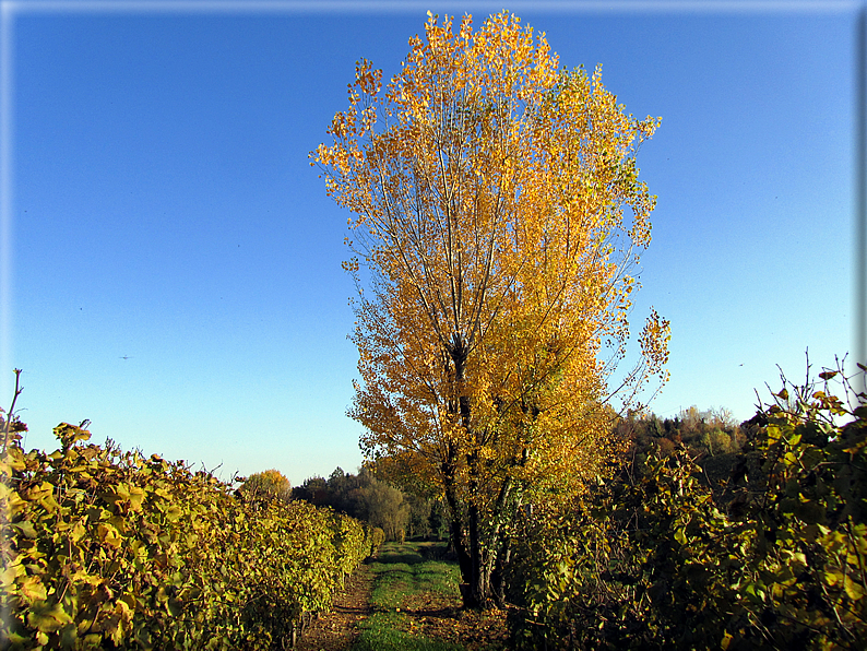 foto Paesaggi Autunnali tra le colline Fontesi